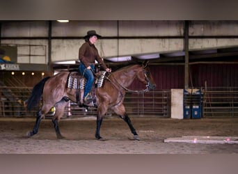 American Quarter Horse, Ruin, 8 Jaar, Roan-Bay