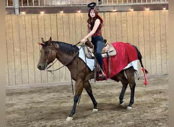 American Quarter Horse, Ruin, 8 Jaar, Roan-Bay