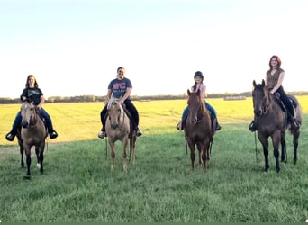 American Quarter Horse, Ruin, 8 Jaar, Roan-Bay