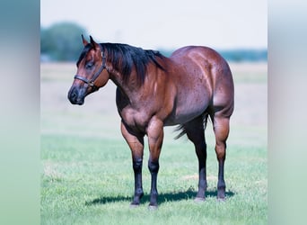 American Quarter Horse, Ruin, 8 Jaar, Roan-Bay