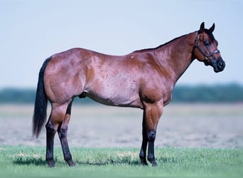 American Quarter Horse, Ruin, 8 Jaar, Roan-Bay