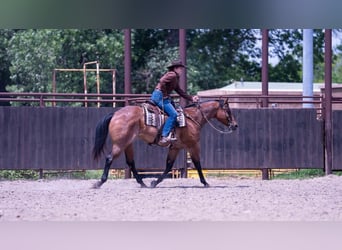 American Quarter Horse, Ruin, 8 Jaar, Roan-Bay