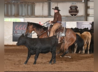 American Quarter Horse, Ruin, 8 Jaar, Roan-Bay