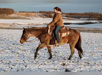 American Quarter Horse, Ruin, 8 Jaar, Roan-Bay