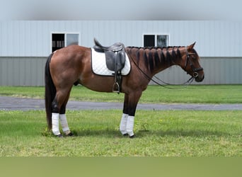 American Quarter Horse Mix, Ruin, 8 Jaar, Roan-Bay