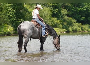 American Quarter Horse, Ruin, 8 Jaar, Roan-Blue
