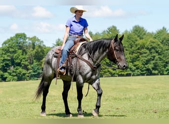 American Quarter Horse, Ruin, 8 Jaar, Roan-Blue