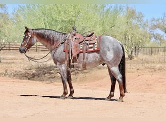 American Quarter Horse, Ruin, 8 Jaar, Roan-Red