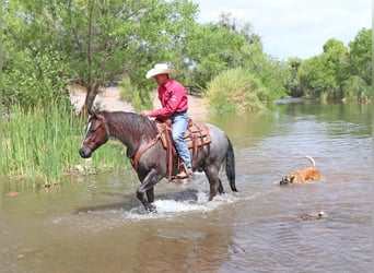 American Quarter Horse, Ruin, 8 Jaar, Roan-Red