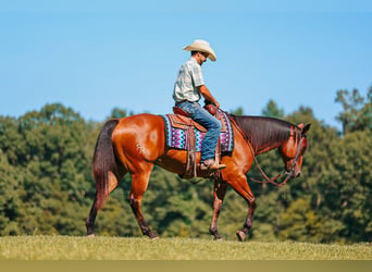 American Quarter Horse, Ruin, 8 Jaar, Roodbruin