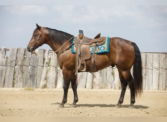 American Quarter Horse, Ruin, 8 Jaar, Roodbruin