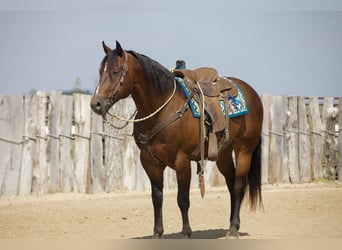 American Quarter Horse, Ruin, 8 Jaar, Roodbruin