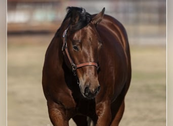 American Quarter Horse, Ruin, 8 Jaar, Roodbruin