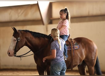 American Quarter Horse, Ruin, 8 Jaar, Roodbruin