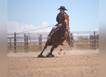 American Quarter Horse, Ruin, 8 Jaar, Roodvos