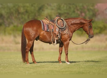 American Quarter Horse, Ruin, 8 Jaar, Roodvos