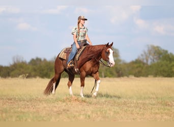 American Quarter Horse, Ruin, 8 Jaar, Roodvos