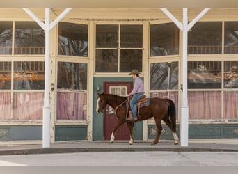American Quarter Horse, Ruin, 8 Jaar, Roodvos