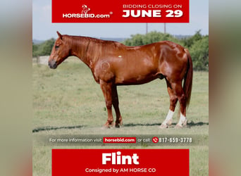 American Quarter Horse, Ruin, 8 Jaar, Roodvos