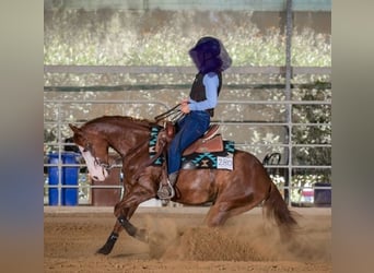 American Quarter Horse, Ruin, 8 Jaar, Roodvos