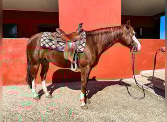 American Quarter Horse, Ruin, 8 Jaar, Roodvos