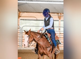 American Quarter Horse, Ruin, 8 Jaar, Roodvos
