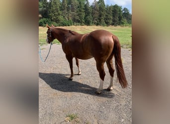 American Quarter Horse, Ruin, 8 Jaar, Roodvos