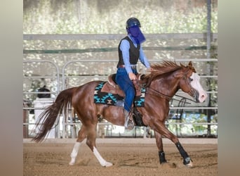 American Quarter Horse, Ruin, 8 Jaar, Roodvos