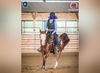 American Quarter Horse, Ruin, 8 Jaar, Roodvos