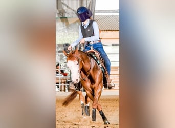 American Quarter Horse, Ruin, 8 Jaar, Roodvos