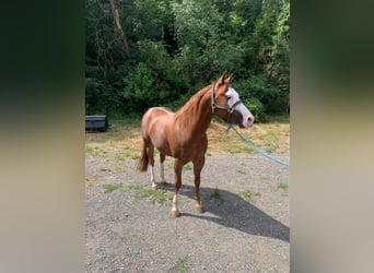 American Quarter Horse, Ruin, 8 Jaar, Roodvos