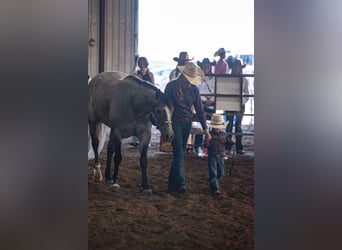 American Quarter Horse, Ruin, 8 Jaar, Schimmel