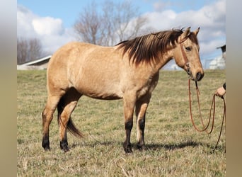 American Quarter Horse, Ruin, 8 Jaar, Zwart