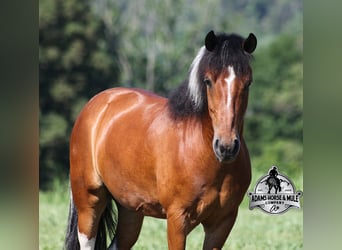 American Quarter Horse, Ruin, 9 Jaar, 127 cm, Tobiano-alle-kleuren