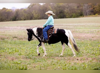 American Quarter Horse, Ruin, 9 Jaar, 127 cm, Tobiano-alle-kleuren