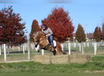American Quarter Horse Mix, Ruin, 9 Jaar, 132 cm, Buckskin