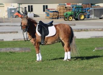 American Quarter Horse Mix, Ruin, 9 Jaar, 132 cm, Buckskin