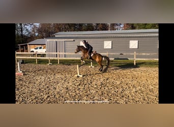 American Quarter Horse Mix, Ruin, 9 Jaar, 137 cm, Buckskin