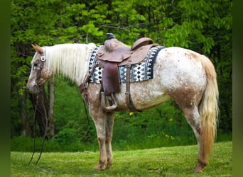 American Quarter Horse, Ruin, 9 Jaar, 137 cm, Roan-Red