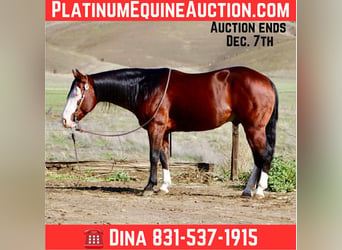 American Quarter Horse, Ruin, 9 Jaar, 137 cm, Roodbruin