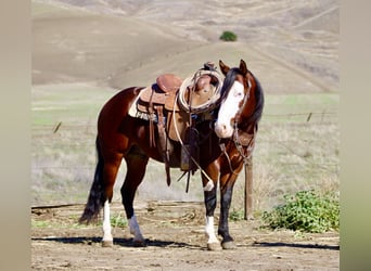 American Quarter Horse, Ruin, 9 Jaar, 137 cm, Roodbruin