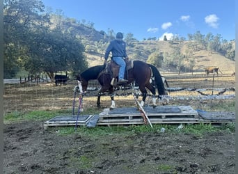 American Quarter Horse, Ruin, 9 Jaar, 137 cm, Roodbruin
