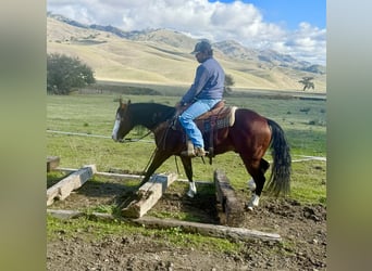 American Quarter Horse, Ruin, 9 Jaar, 137 cm, Roodbruin
