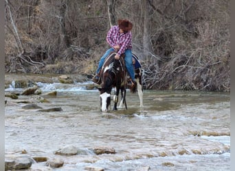 American Quarter Horse, Ruin, 9 Jaar, 137 cm, Zwart