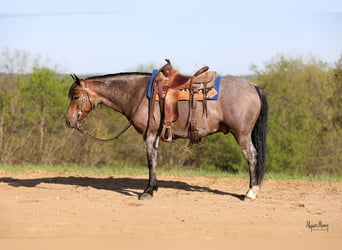 American Quarter Horse, Ruin, 9 Jaar, 142 cm, Buckskin