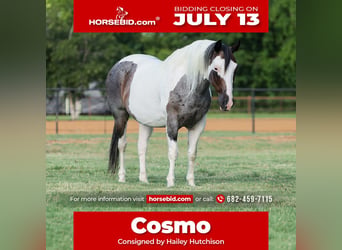 American Quarter Horse, Ruin, 9 Jaar, 142 cm, Gevlekt-paard