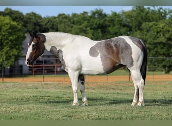 American Quarter Horse, Ruin, 9 Jaar, 142 cm, Gevlekt-paard