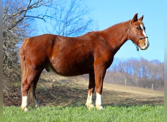 American Quarter Horse, Ruin, 9 Jaar, 142 cm, Roodvos