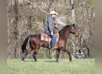 American Quarter Horse, Ruin, 9 Jaar, 143 cm, Roan-Bay