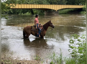 American Quarter Horse, Ruin, 9 Jaar, 145 cm, Donkere-vos